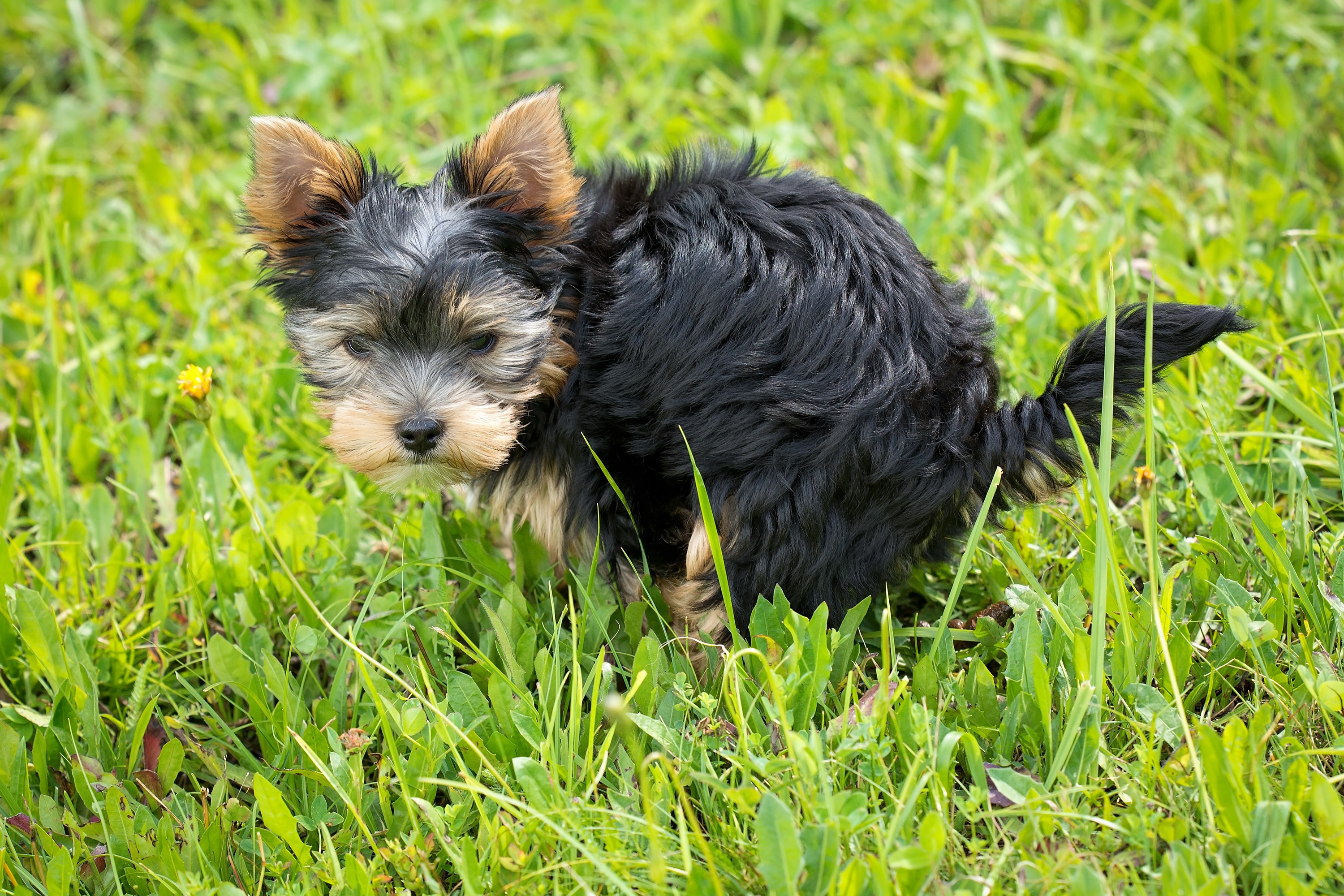 how do you potty train a puppy in an apartment fast