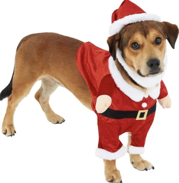 SantaDog Full Costume